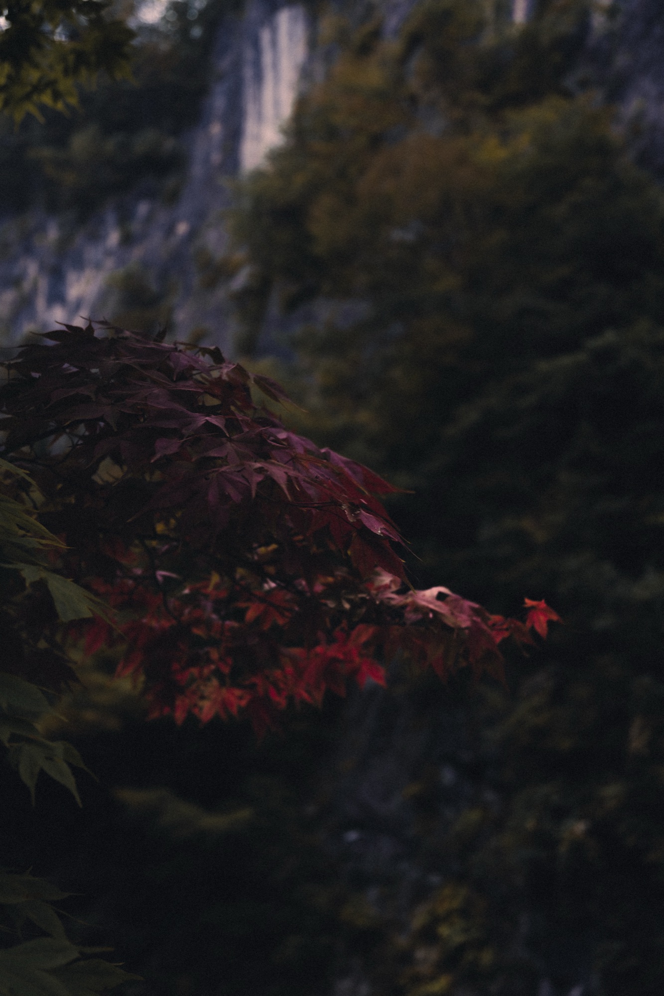 紅葉と岩肌